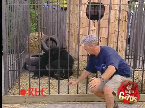 Stupid Man Gets Attacked by Gorilla