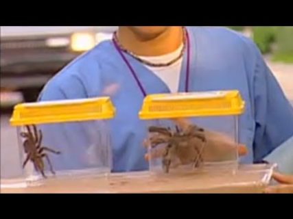 Taxi for Tarantula