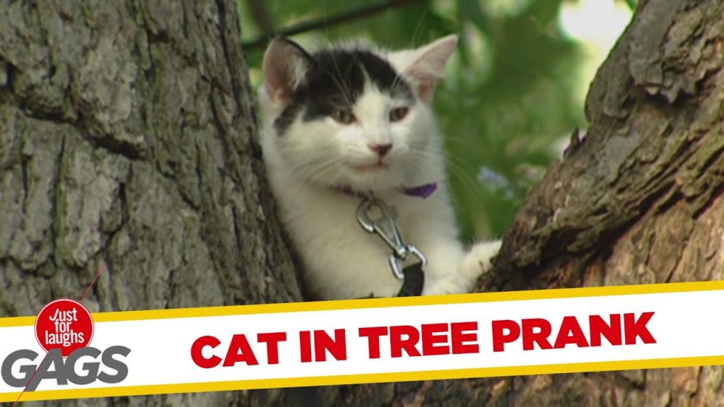 Wet Cat Stuck In Tree!